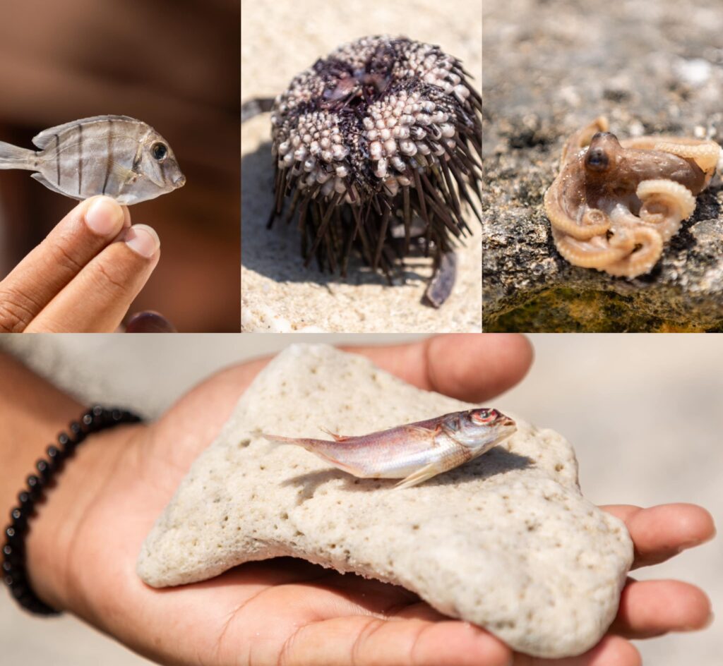 އައްޑޫ ކިނބިވައު ސަރަހައްދަށް މަރުވެގެން ލައްގާފައި ހުރި ދިރުންތައް.--